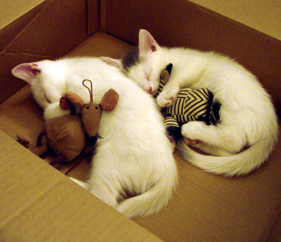 九游娱乐-球迷自制“燃爆”视频：最感人、最激燃的比赛剪辑合集，球赛励志短视频