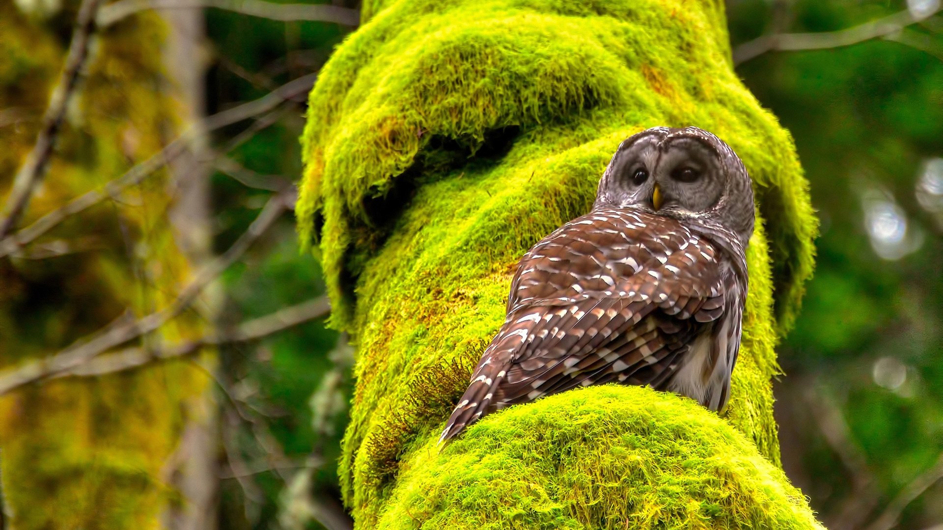 九游-CBA球队新帅上任，振兴球队成为首要任务，cba球队球员资料