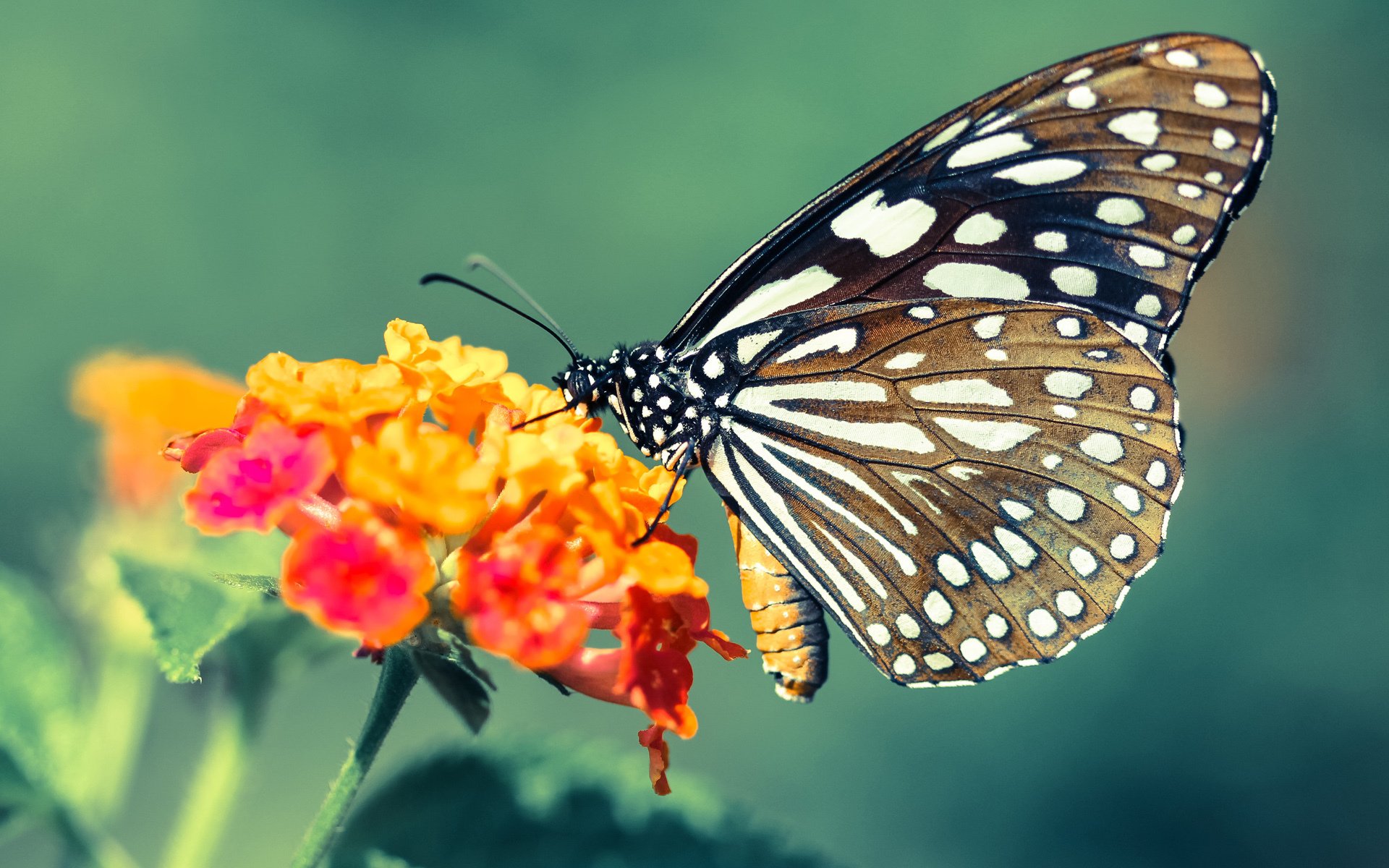 九游网页版官网-塞尔塔连续三场不胜，教练面临压力，塞尔塔队
