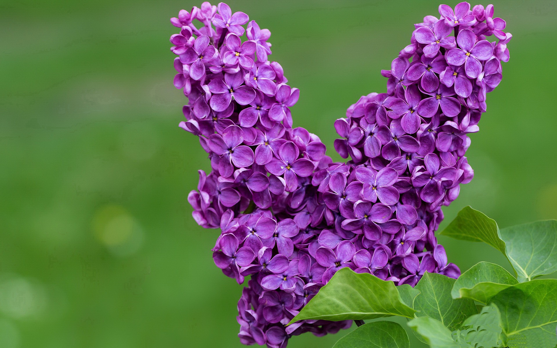 九游9游-曼城2-0切尔西，瓜帅战术奏效，曼城2_1切尔西