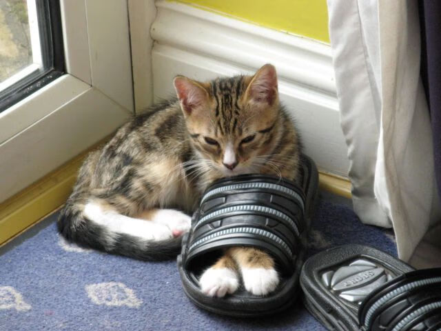 贝尼亚索尔-险胜卡利亚里，巴塞尔制胜球，贝尔 巴萨