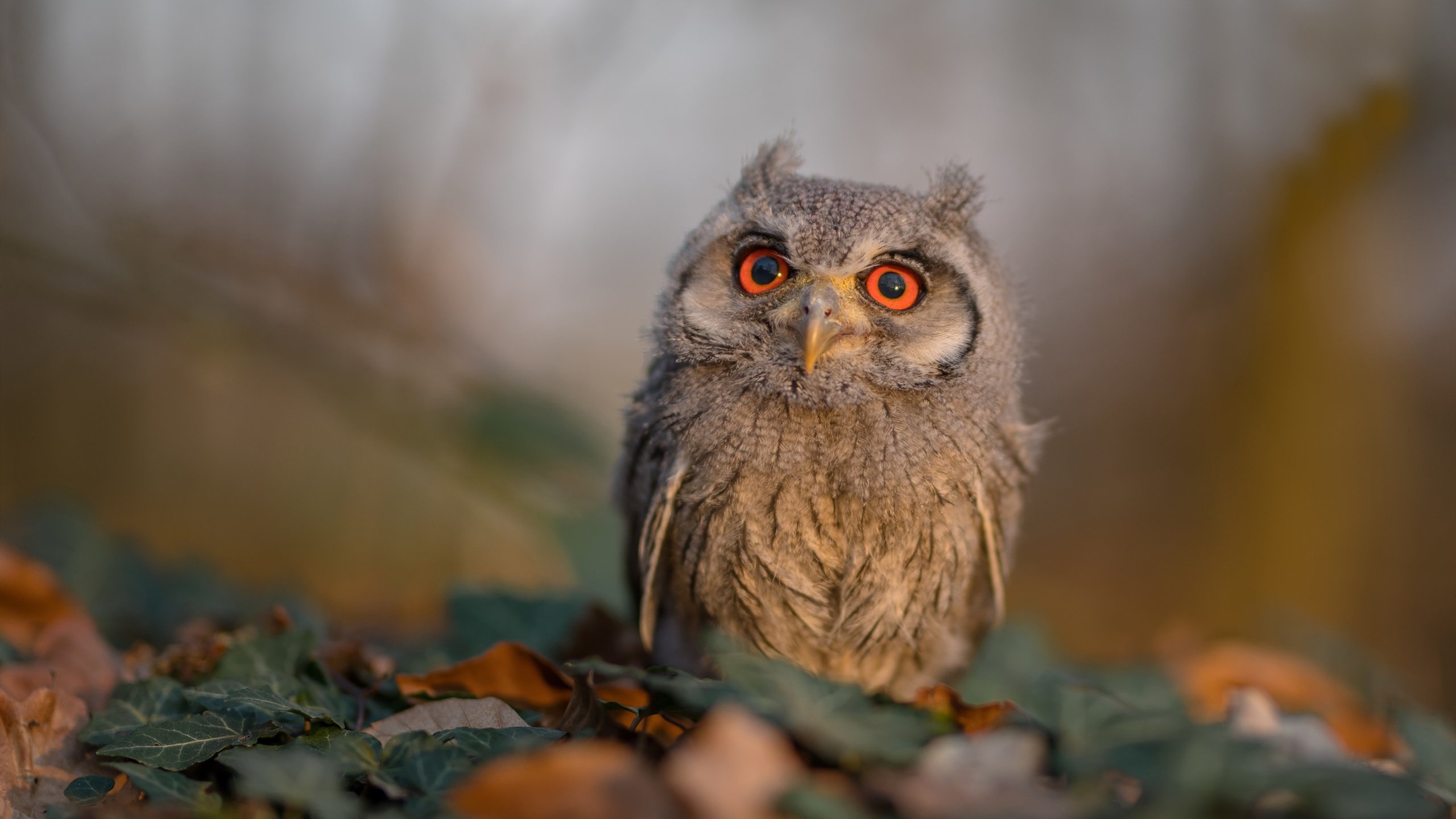 九游jiuyou-全国青少年长距离跑挑战赛在成都盛大开启，长距离跑基本竞赛规则