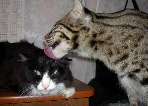 九游-法甲俱乐部跨国青训合作与人才流动模式，法甲青训排名