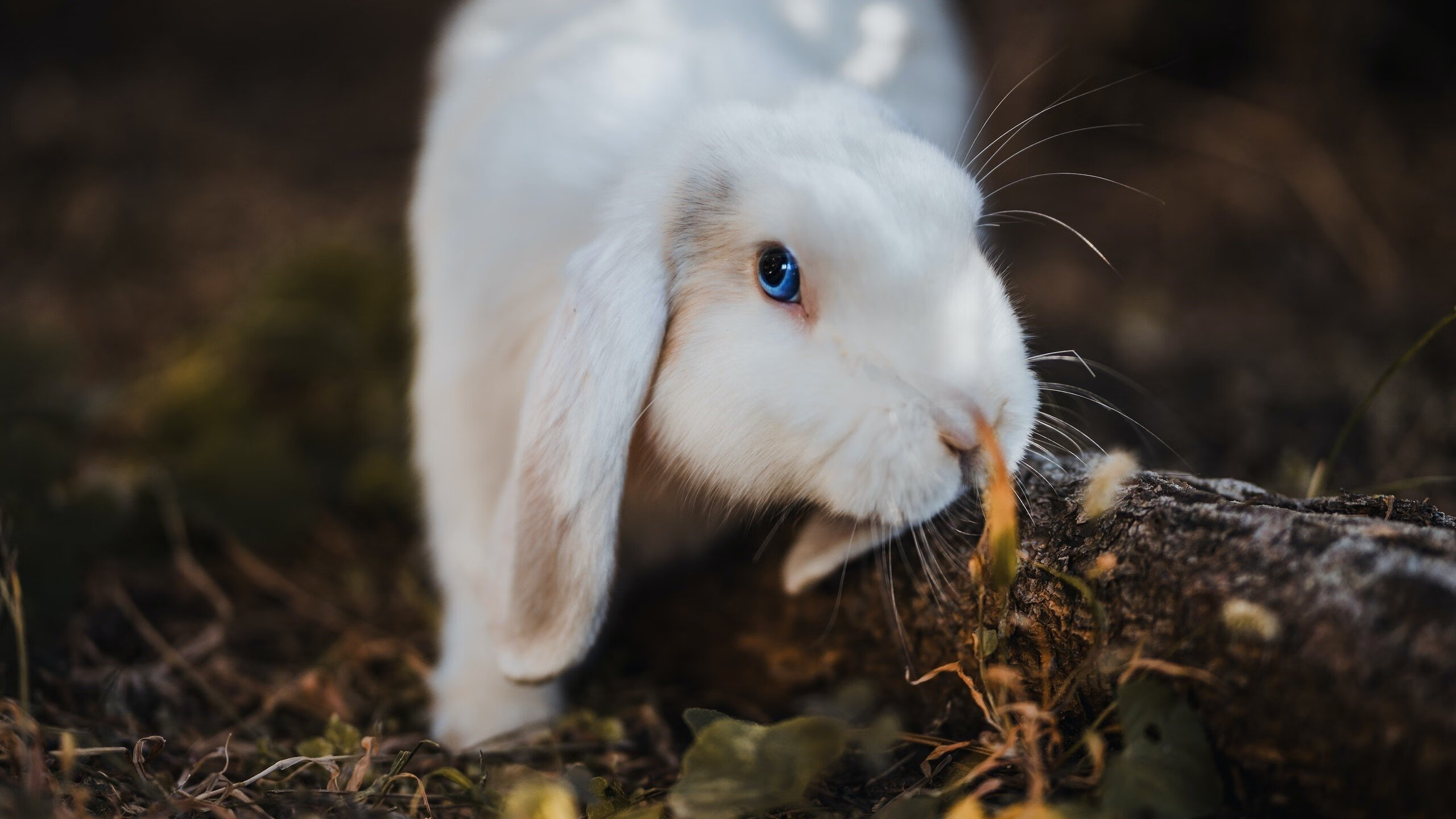高校体育课程教学资源开发与应用,体育教学资源开发设计报告