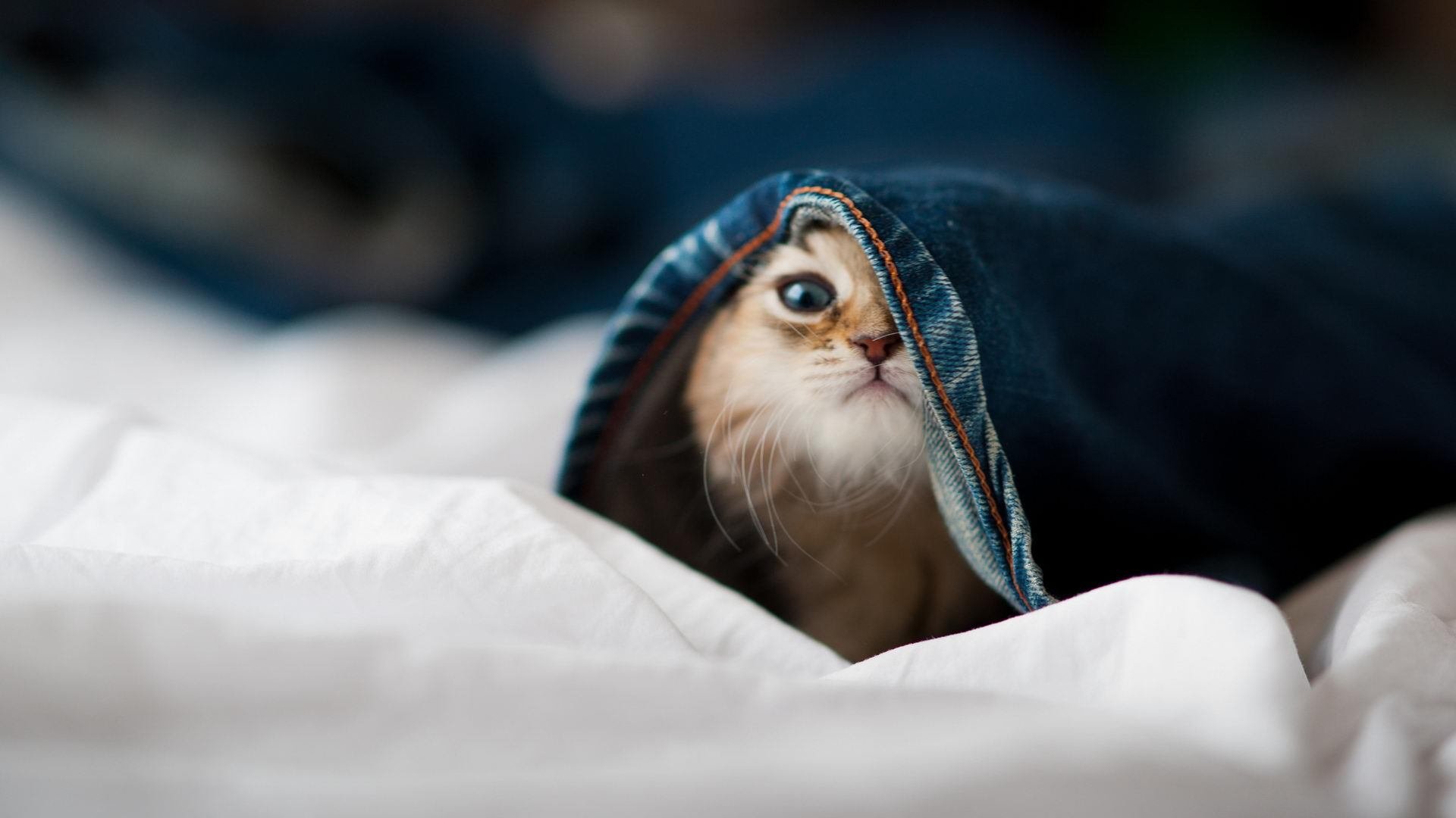 九游网页版入口-体能与技术动作效率数据关系，体能与运动技能的关系