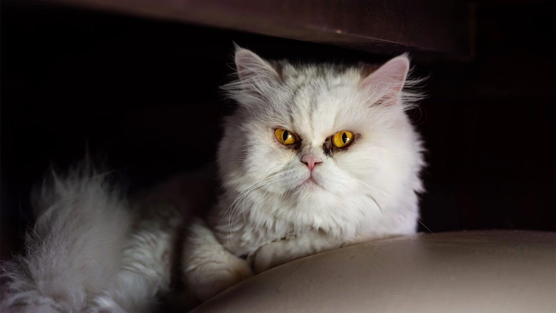 北京鸭加强团队配合提高场上默契