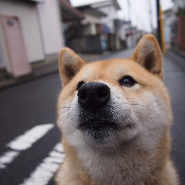 九游app官网下载-国际乒联混合团体世界杯：澳大利亚队表现抢眼却面临艰难挑战，澳大利亚乒乓国家队