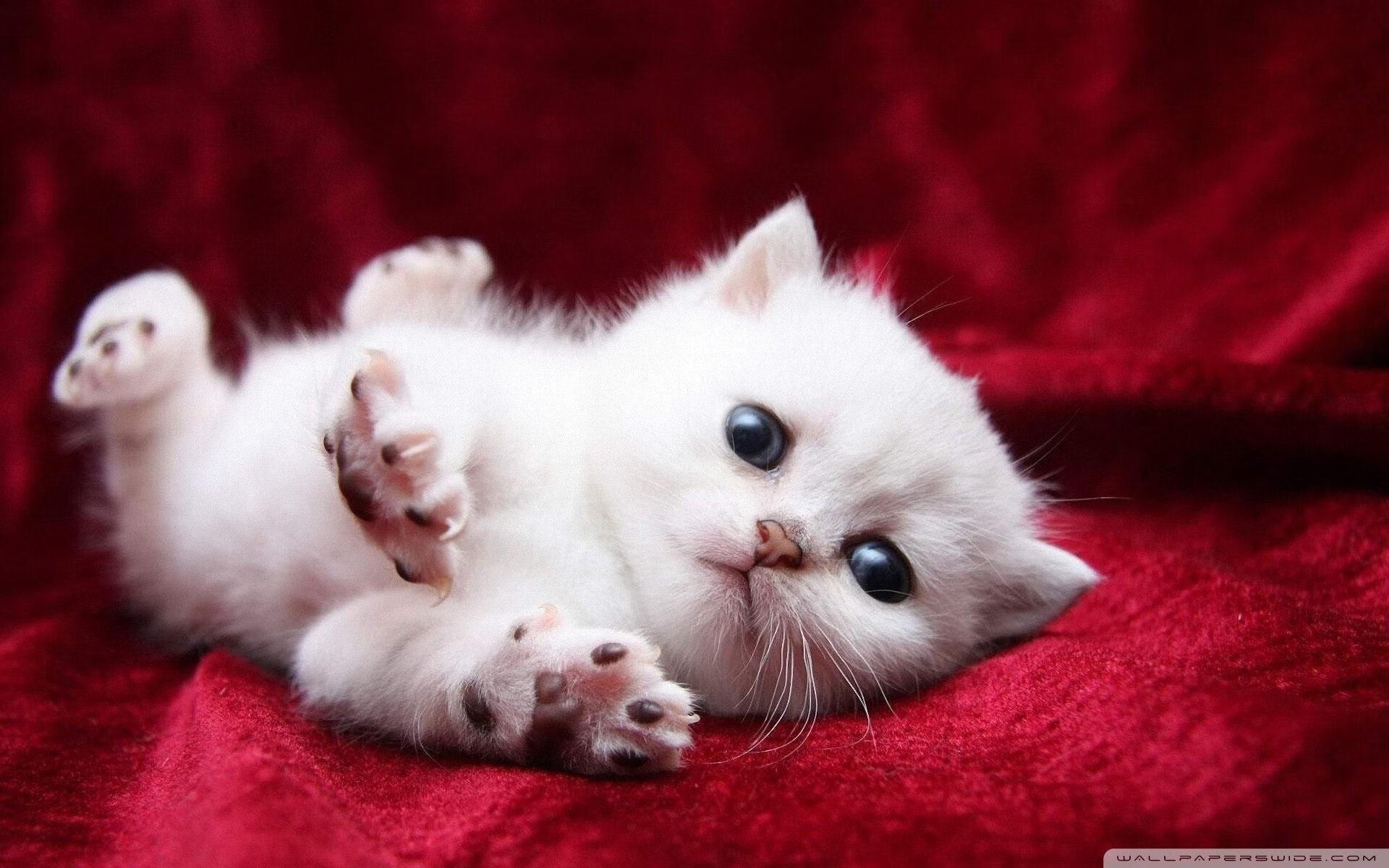 九游（jiuyou.com）游戏-自由泳数据图谱揭示节奏控制奥秘，自由泳s