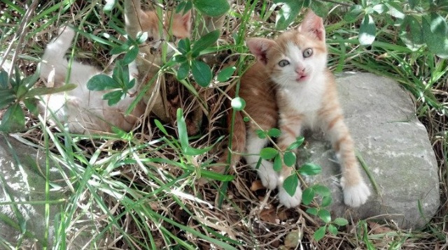 九游娱乐官网 (JIUYOU)-青训设施建设为何门槛高搭建慢，青训体系