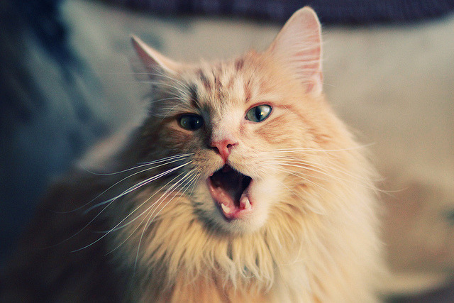 九游官网pc-中国女排适应赛制变化提前部署战术，中国女排的低迷期