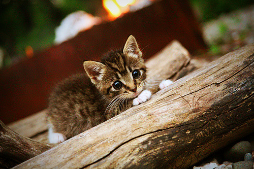 九游娱乐-世界杯难忘狂欢夜：球迷欢呼不断，精彩纷呈，世界杯有多狂热