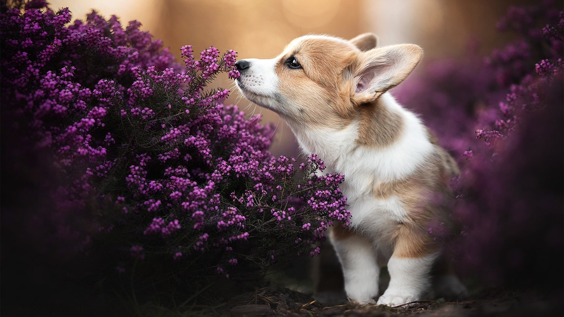 JiuyouAPP下载-体育赛事志愿者服务规范，体育赛事志愿者的工作要求