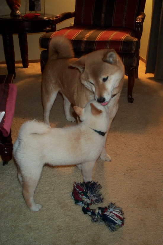 柯尔赞200米仰泳决赛稳扎稳打