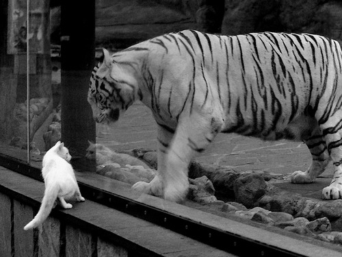 -澳大利亚橄榄球青训与全球接轨，澳大利亚橄榄球队