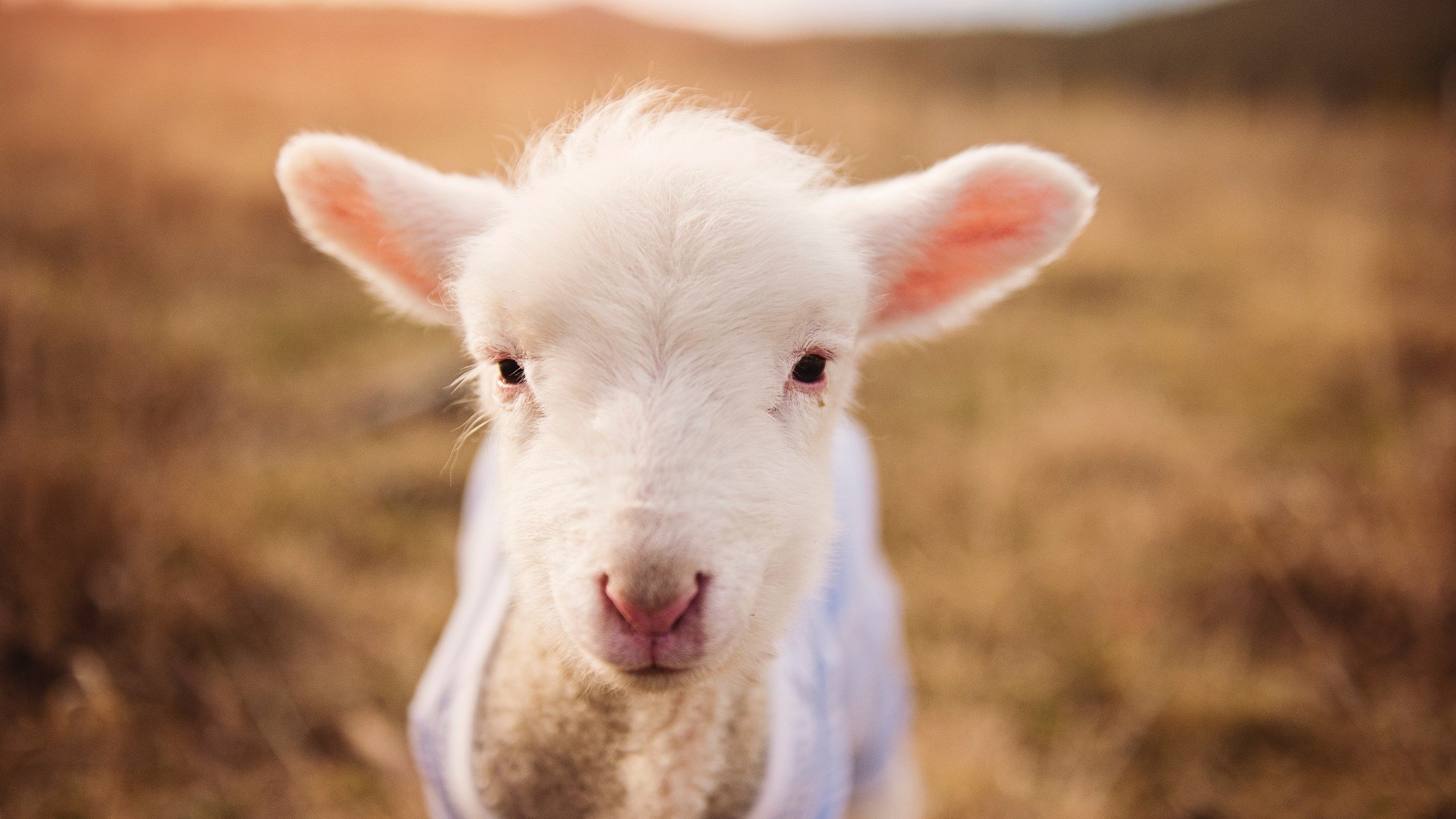 王楚钦备战期间邀请心理教练陪同调整，王楚钦技术怎么样