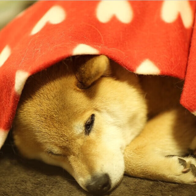 -跳水赛场韩国展现高难动作实力，韩国跳水队0分