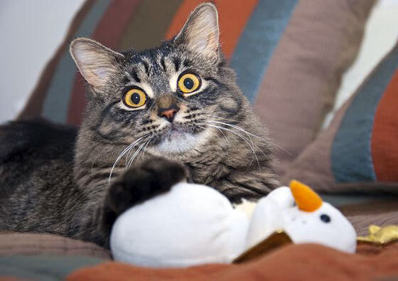 九游下载安装-阿根廷准备迎战欧洲强敌，梅西状态火热