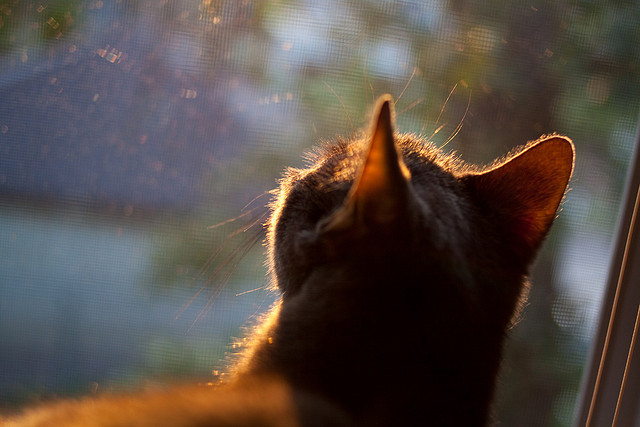 里根·史密斯用速度与耐力完美结合,里根史密斯仰泳